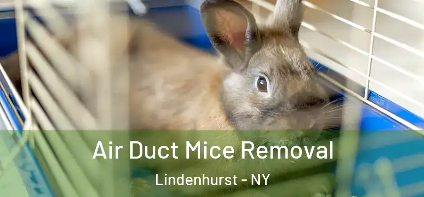  Air Duct Mice Removal Lindenhurst - NY